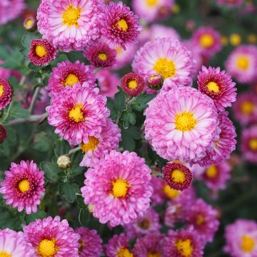 Chrysanthemum indicum Mei Kyo