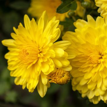 Chrysanthemum indicum Nantyderry Sunshine