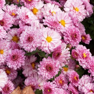 Chrysanthemum Rotes Julchen