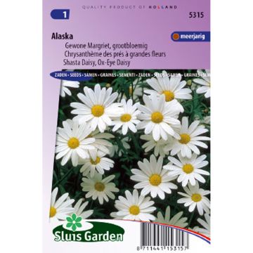 Shasta daisy Alaska Seeds - Leucanthemum x superbum