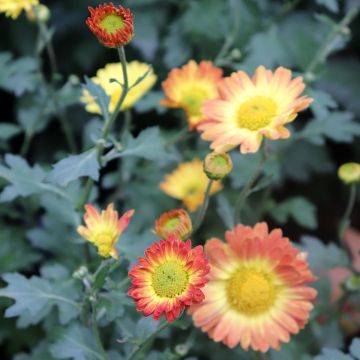 Chrysanthemum rubellum Last Sun