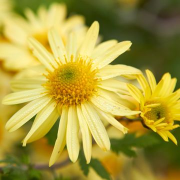 Chrysanthemum arcticum Schwefelglanz