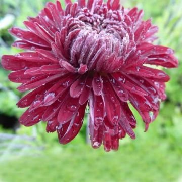 Chrysanthemum indicum Cedie Mason