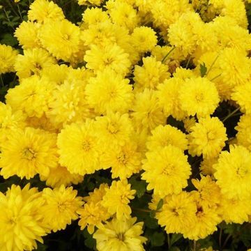 Chrysanthemum indicum Citronella