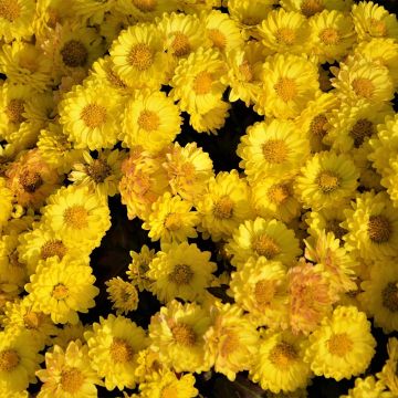 Chrysanthemum indicum Goldmarianne