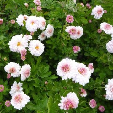 Chrysanthemum indicum Julia