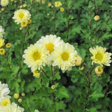 Chrysanthemum Poesie