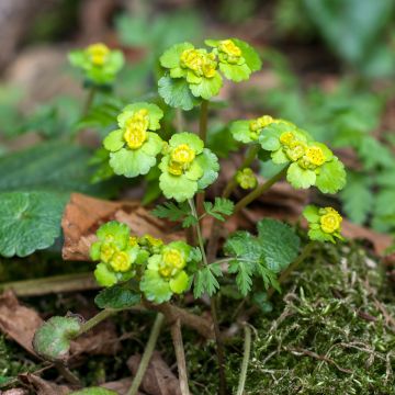 Chrysosplenium alternifolium - Dorine à feuilles alternes, Cresson doré, Cresson de rocher