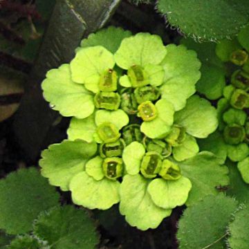 Chrysosplenium davidianum - Dorine