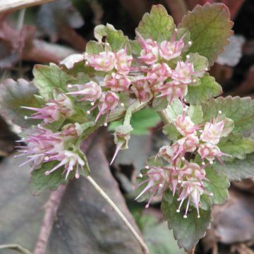 Chrysosplenium macrophyllum