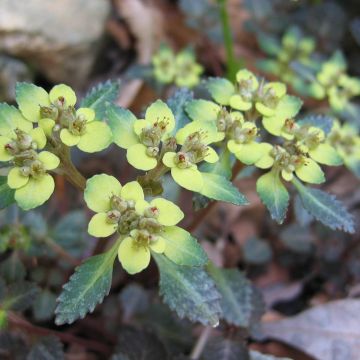 Chrysosplenium macrostemon v. shiobarense