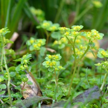 Chrysosplenium oppositifolium, Dorine