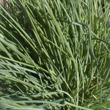 Organic Chive - Allium fistulosum