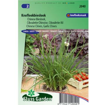 Chinese Chives - Allium tuberosum