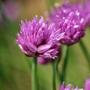 Ciboulette  - Allium schoenoprasum - civette