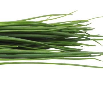 Organic Polyvit F1 Chives - Allium schoenoprasum