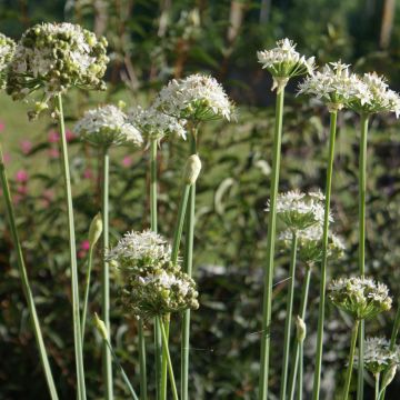 Organic Chinese Chives - Allium tuberosum