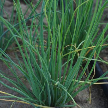 Organic Polyvert Chives - Ferme de Sainte Marthe seeds