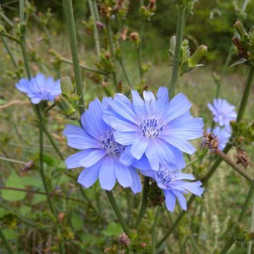 Cichorium intybus Seeds - Common chicory