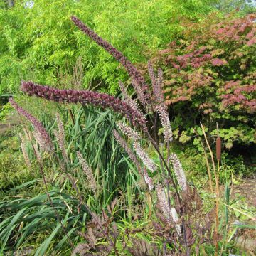 Cierge d'argent, Cimicifuga simplex Pink Spike