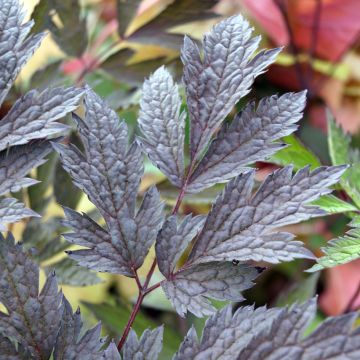 Actaea simplex Chocoholic