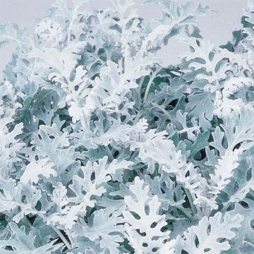 cineraria Senecio Silver Dust