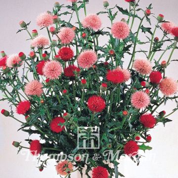 Cirsium japonicum Pink and Rose Beauty - Japanese Thistle