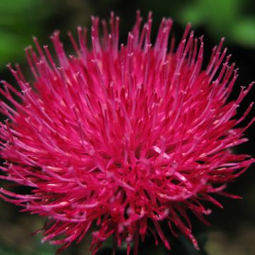 Cirsium japonicum Rose Beauty - Japanese Thistl