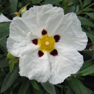 Cistus purpureus Alan Fradd - Rockrose