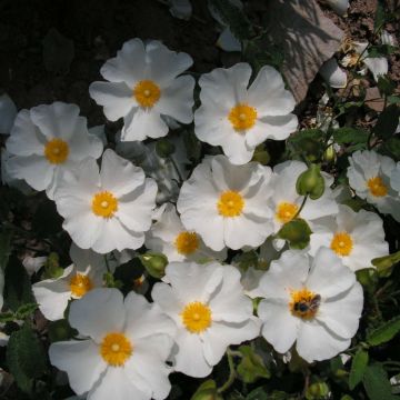 Cistus x corbariensis - Rockrose