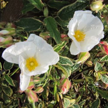 Cistus x corbariensis Rospico - Rockrose