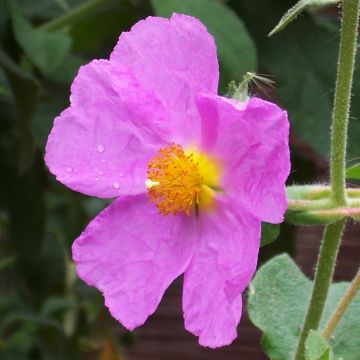 Cistus creticus - Rockrose