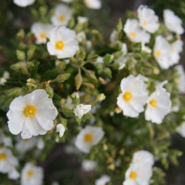 Cistus monspeliensis - Montpelier Rockrose