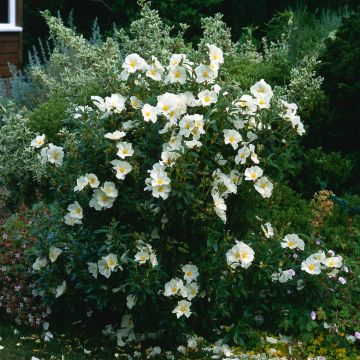 Cistus florentinus Repens - Rockrose