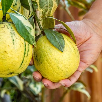Citrus x limon Variegata - Variegated lemon tree