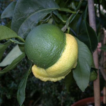 Citrus medica x aurantium Bizzarria - Bizzaria of Florence