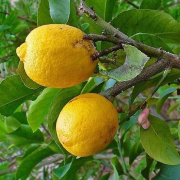 Citrus medica - Cedrat