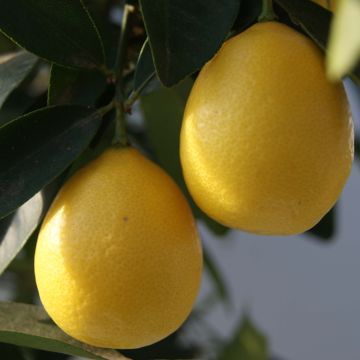 Citrus x floridana - Limequat Citrus Tree