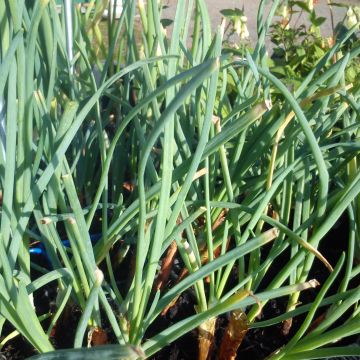 St Jacques Chives - Allium fistulosum