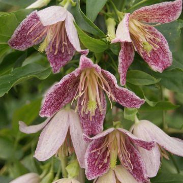 Clematis x cirrhosa Advent Bells