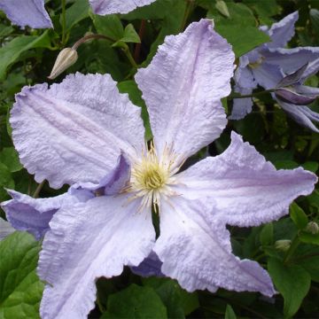 Clematis Blekitny Aniol