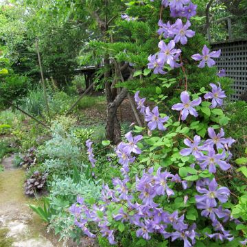 Clematis x viticella Prince Charles