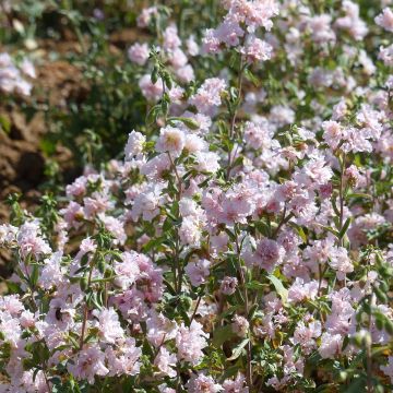 Clarkia unguiculata Apple Blossom