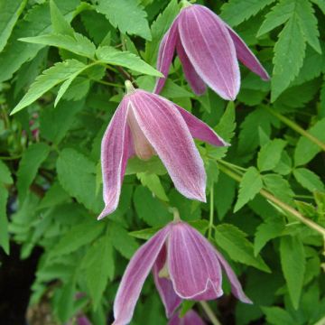 Clematis atragene alpina Ruby