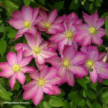 Clematis Asao