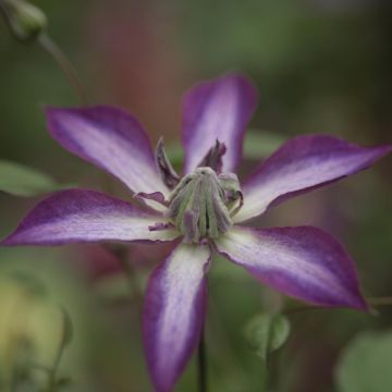 Clematis viticella Astra nova