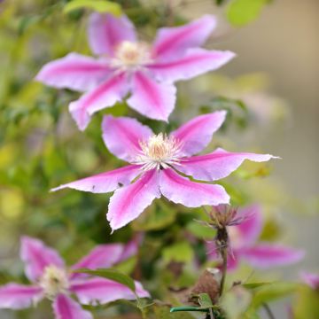 Clematis patens Doctor Ruppel