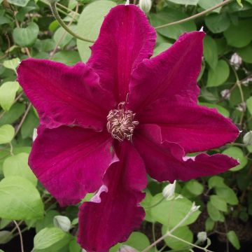 Clematis viticella Ernest Marckham