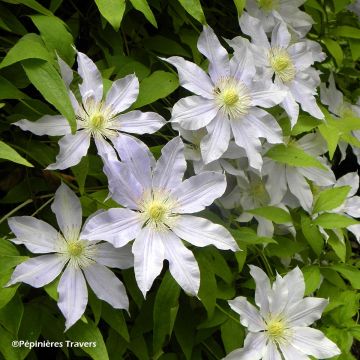 Clematis Etoile Nacrée