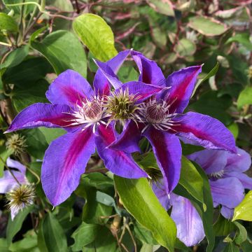 Clematis Etoile de Malicorne